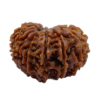 Rudraksh (11 Mukhi) (Certified)