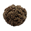 Rudraksh (7 Mukhi) (Certified)
