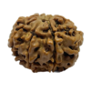 Rudraksh (8 Mukhi) (Certified)