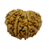 Rudraksh (9 Mukhi) (Certified)